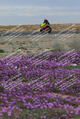 media/Jan-14-2023-SoCal Trackdays (Sat) [[497694156f]]/Turn 14 Exit Bloomig (145pm)/